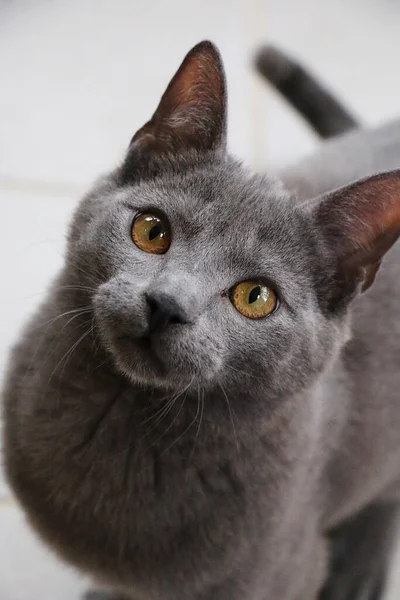 金色の目をしたふわふわの灰色の猫の垂直選択的フォーカスショット — ストック写真