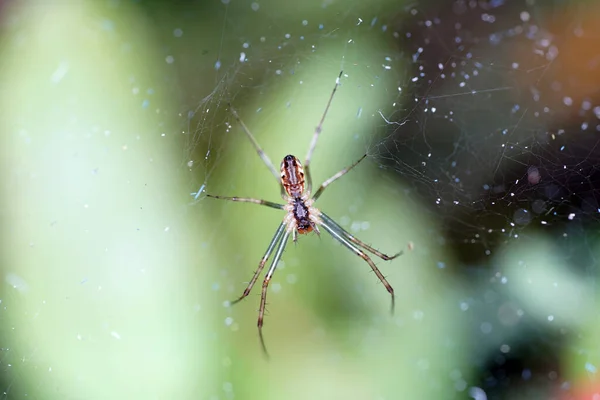 Den Gigantiska Spindeln Hänger Nätet — Stockfoto