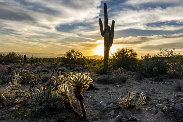 Image Shows Sun Setting Saguaro Cactus Lighting Cactus Cholla Cactus — Stock Photo, Image
