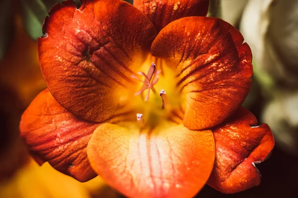 Вибірковий Фокус Знімок Красивого Жовтого Червоного Тюльпанів — стокове фото