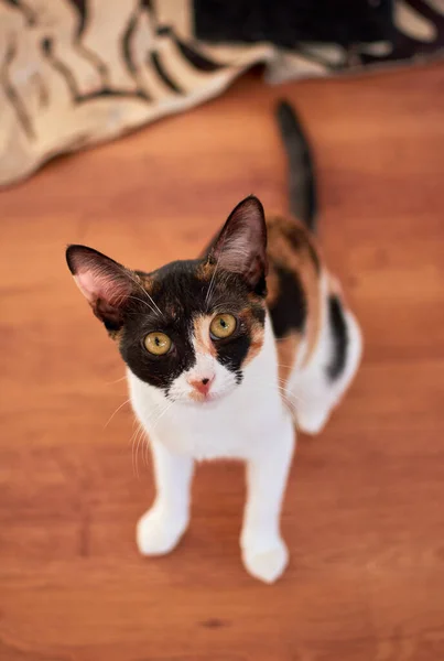 Colpo Verticale Angolo Alto Bianco Nero Con Macchie Oro Gatto — Foto Stock