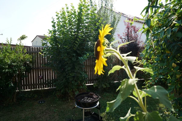 Een Close Shot Van Zonnebloem Grill Achtertuin Van Een Huis — Stockfoto