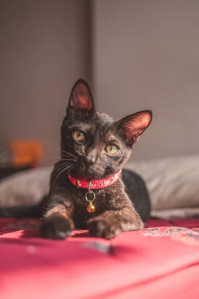 一只灰蒙蒙的德文郡猫的特写镜头 它带着粉色的领子 躺在床垫上 — 图库照片