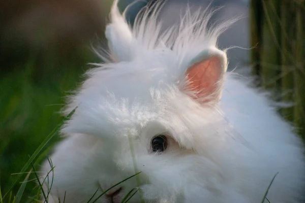 Een Closeup Shot Van Een Schattig Pluizig Wit Konijn — Stockfoto