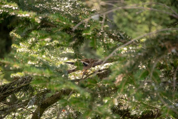 枝に小さな鳥の選択的な焦点のショット — ストック写真