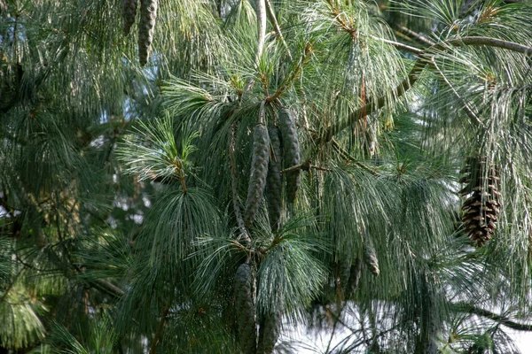 Eine Nahaufnahme Von Zweigen Des Armanda Zedernbaums Pinus Armandii — Stockfoto