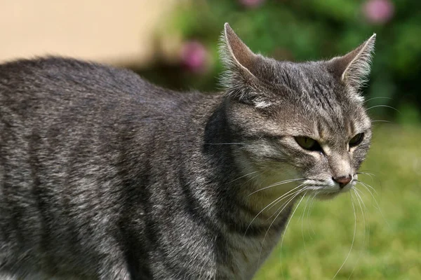 Die Entzückende Und Pelzige Streunende Graue Katze Mit Grünen Augen — Stockfoto