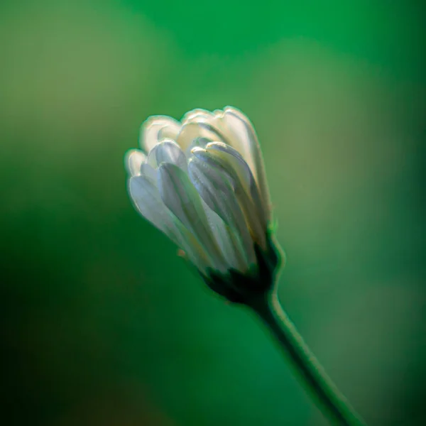 Closeup Shot Stunning Chamomile Flower Bud — Stock Photo, Image