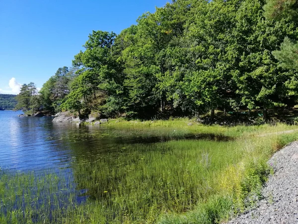 Primer Plano Árboles Plantas Lago Noruega Día Soleado — Foto de Stock