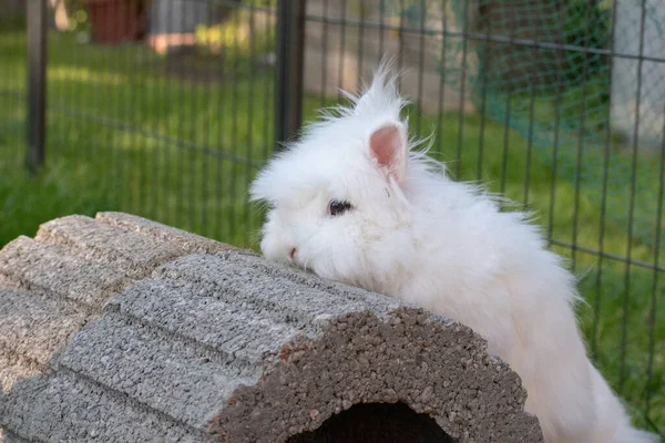 一只毛茸茸的小白兔爬到玩具上 — 图库照片
