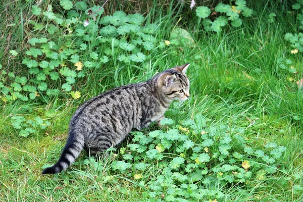 Gatto Domestico Grigio Che Gioca Sul Campo Erboso — Foto Stock