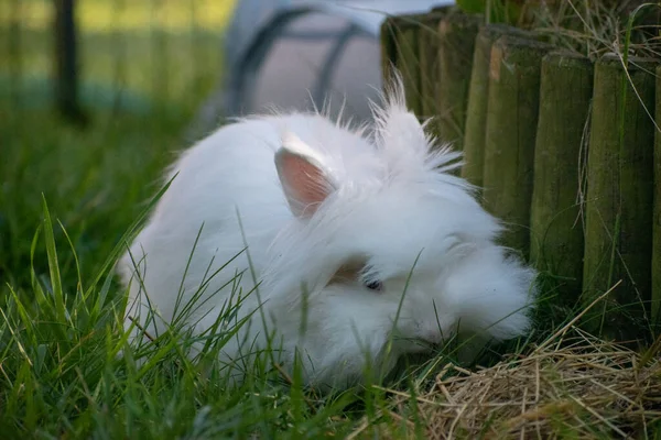 Eine Nahaufnahme Eines Niedlichen Flauschigen Weißen Hasen — Stockfoto