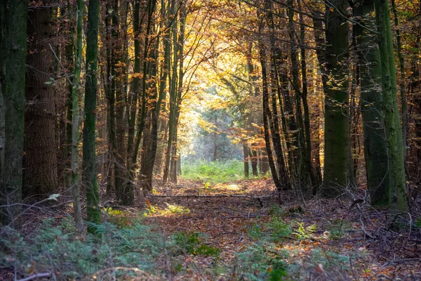 Stig Med Fallna Löv Omgivna Träd Skogen — Stockfoto