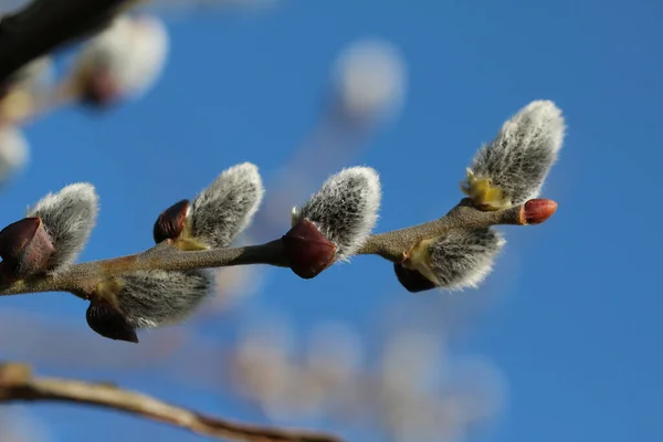 Closeup Pussy Willow Twig Blue Blurred Background — 图库照片