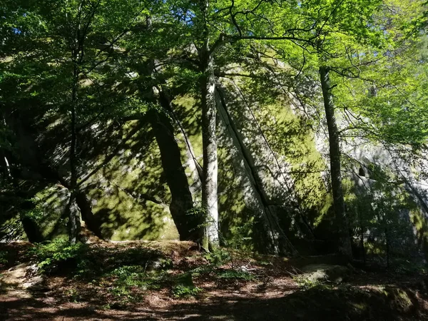 ノルウェーの森の木々のクローズアップ — ストック写真