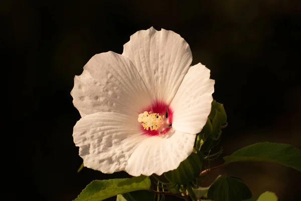 Primer Plano Una Flor Hibisco Blanco Flor — Foto de Stock