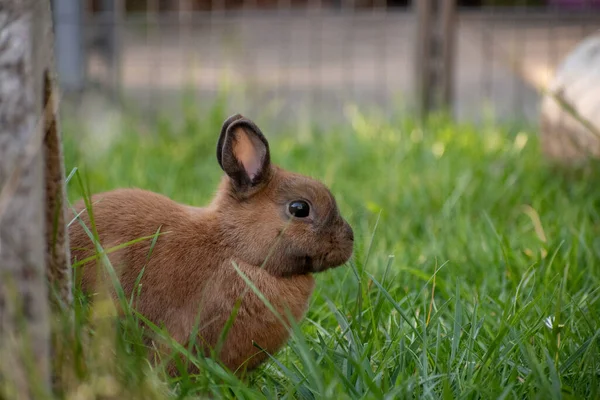 Nahaufnahme Eines Niedlichen Flauschigen Braunen Hasen Mit Kleinen Ohren — Stockfoto