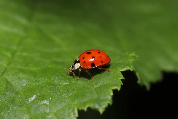 Une Coccinelle Sur Une Feuille Verte — Photo