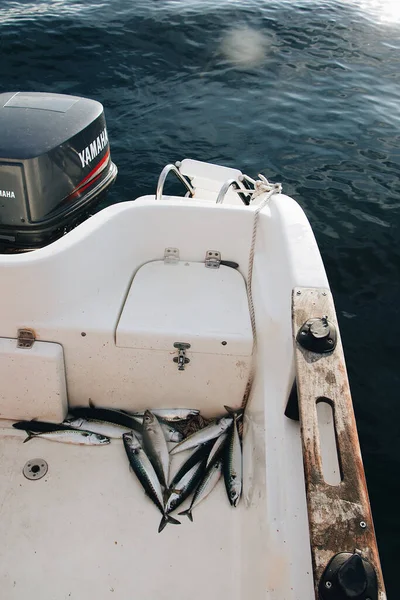 Een Close Focus Shot Van Gevangen Makreel Een Vissersboot — Stockfoto
