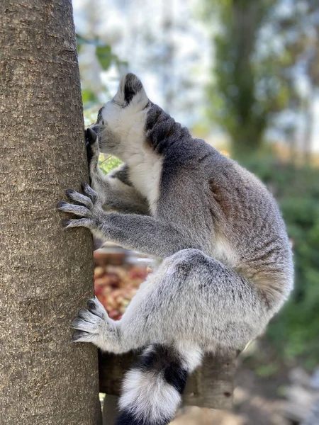 Colpo Verticale Simpatici Lemuri Dalla Coda Anello Che Giocano Ramo — Foto Stock