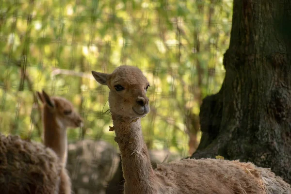 Gros Plan Mignon Faon Cerf Dans Zoo Osnabruck Allemagne — Photo