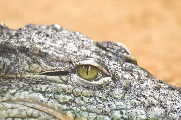 Крупный План Глаза Крокодила Размытом Фоне — стоковое фото