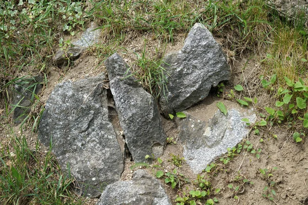 Камень Зелеными Листьями Растениями — стоковое фото