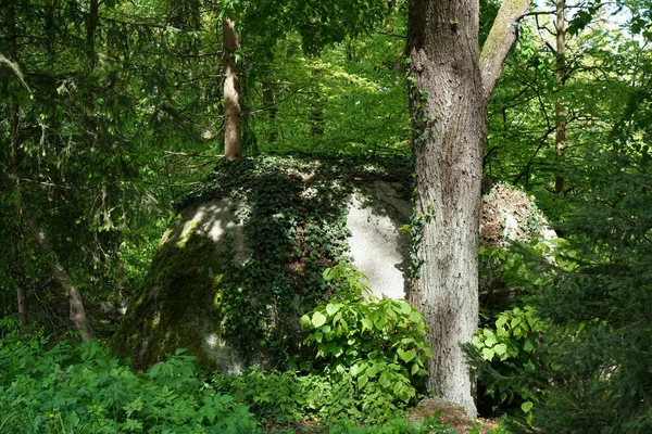 Πράσινο Δάσος Φρέσκα Δέντρα Κατά Διάρκεια Της Ημέρας — Φωτογραφία Αρχείου