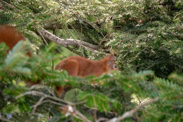 Ett Närbild Skott Röd Skog Ekorre Ett Träd — Stockfoto