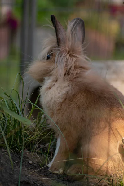 Çimlerin Üzerinde Duran Sevimli Tüylü Kahverengi Bir Tavşanın Dikey Çekimi — Stok fotoğraf