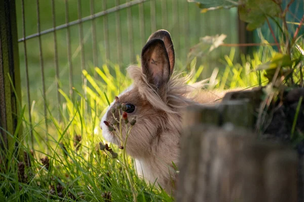 Крупный План Милого Пушистого Коричневого Кролика Сидящего Рядом Маленькими Цветами — стоковое фото