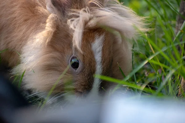 Closeup Shot Cute Fluffy Brown Bunny White Stripe — Stock Photo, Image