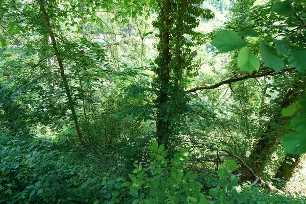 Tät Grön Skog Med Höga Träd Dagtid — Stockfoto