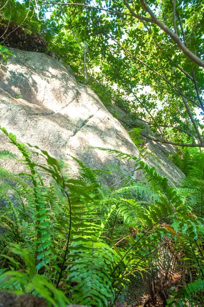 Вертикальний Джунглі Постріл Деревами Камінням — стокове фото