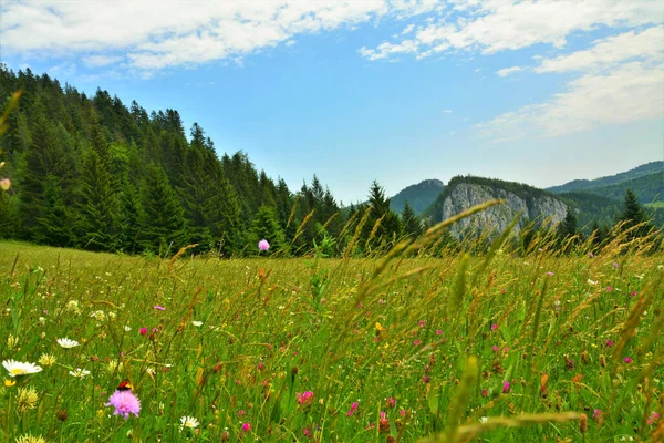 Una Hermosa Toma Pradera Verde Con Colinas Fondo — Foto de Stock