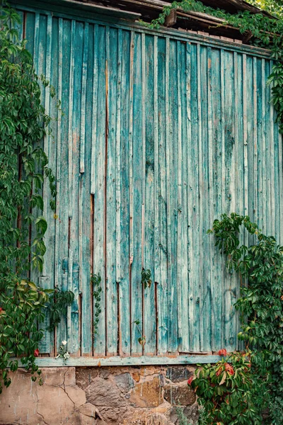 Вертикальный Снимок Деревянной Синей Стены Листовым Кустом Большой Деревенский Фон — стоковое фото