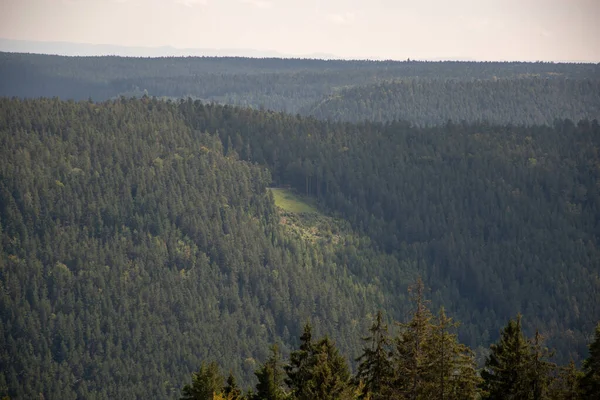 Beau Cliché Une Forêt Dense Sur Flanc Montagne — Photo