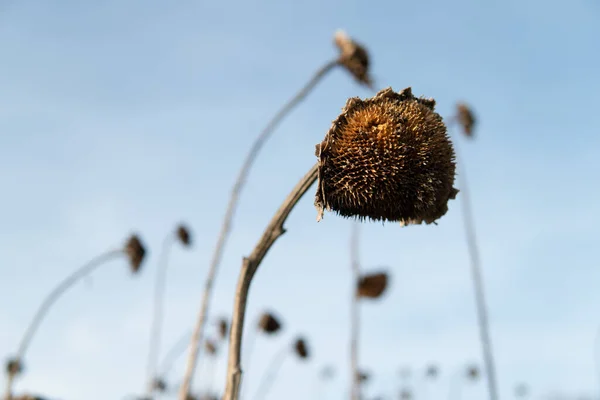 Primer Plano Una Flor Seca Campo — Foto de Stock