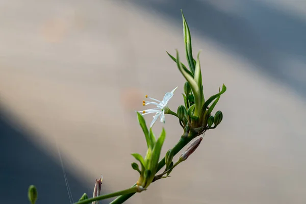 Крупним Планом Красива Рослина Павук Квіткою Розквіті — стокове фото