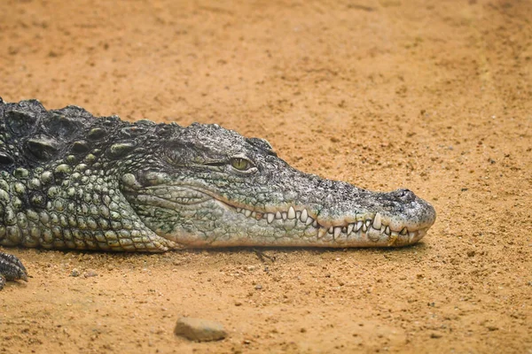 Egy Közeli Kép Egy Krokodilról Amint Földön Fekszik — Stock Fotó
