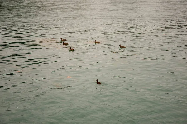 Tiro Perto Patos Nadando Uma Lagoa — Fotografia de Stock