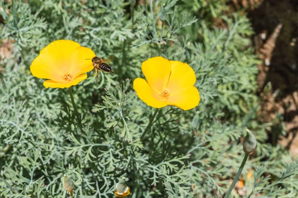 2つの美しい黄色のエスカルジアの花のクローズアップショット — ストック写真