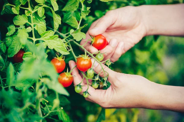 Eine Nahaufnahme Von Händen Die Tomaten Aus Der Pflanze Pflücken — Stockfoto