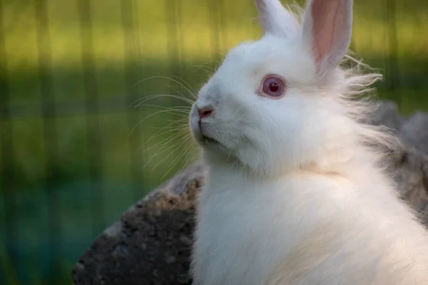 Kırmızı Gözlü Sevimli Tüylü Bir Tavşanın Yakın Plan Fotoğrafı — Stok fotoğraf