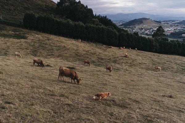 Een Prachtig Shot Van Een Veld Met Koeien Grazend Gras — Stockfoto