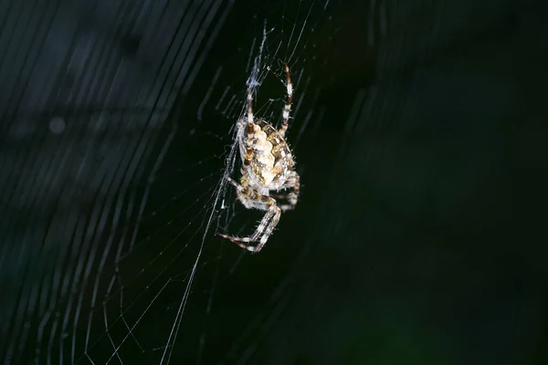 Plan Macro Une Araignée Sur Une Toile Sur Fond Sombre — Photo