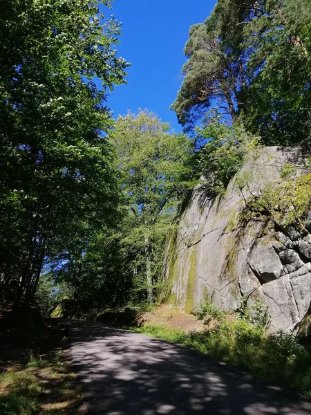 挪威森林小径的垂直拍摄 — 图库照片
