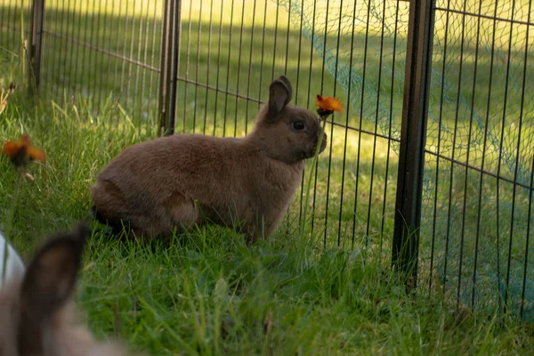 Милый Коричневый Кролик Смотрит Забора — стоковое фото