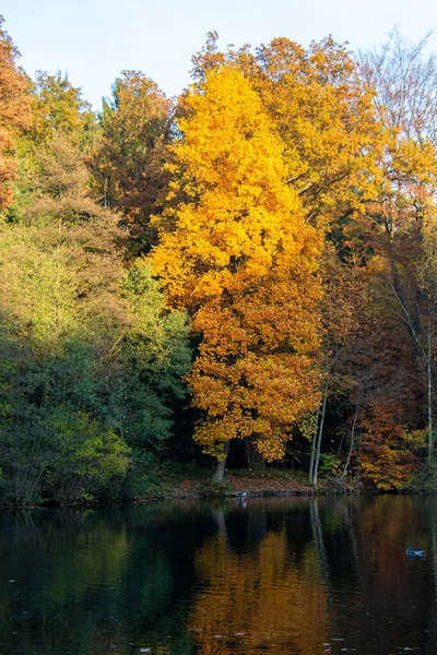 Les Arbres Aux Feuilles Colorées Dans Forêt Près Lac — Photo
