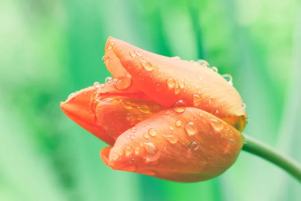 Een Close Shot Van Mooie Rode Tulp Met Waterdruppels — Stockfoto